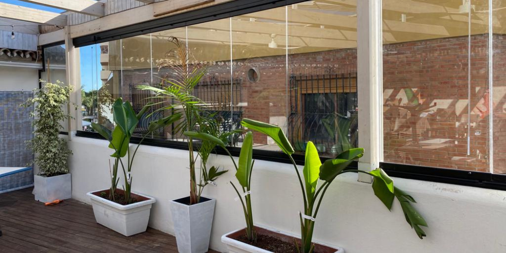 Que plantas para terrazas duran todo el año