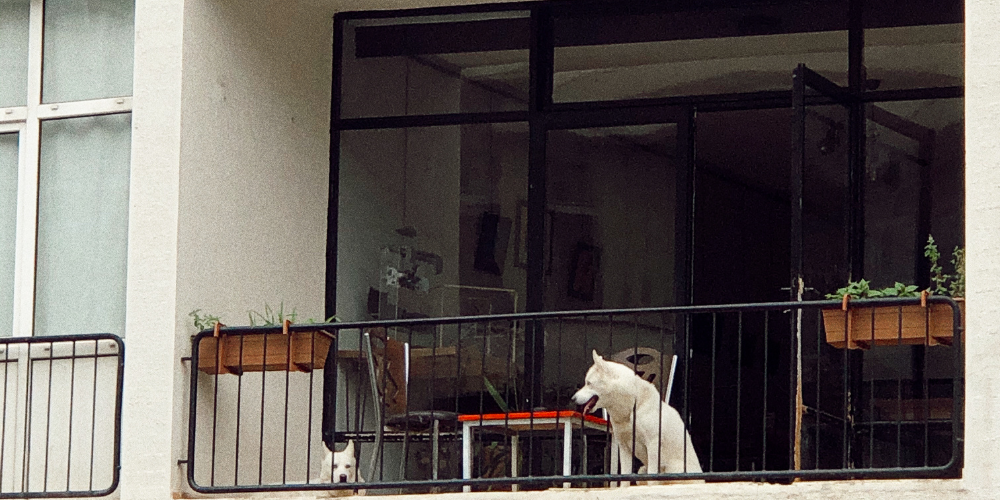 Mascotas en terrazas