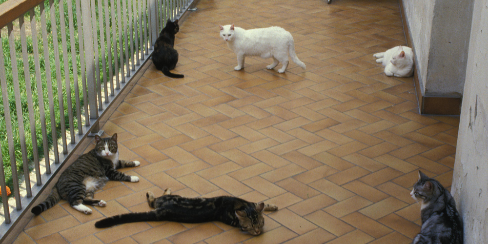 Mascotas en terrazas