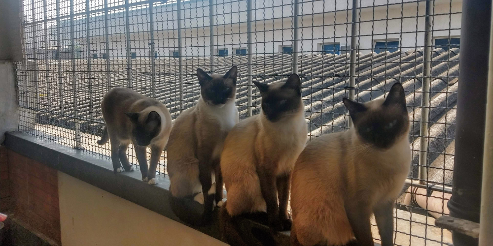Mascotas en terrazas
