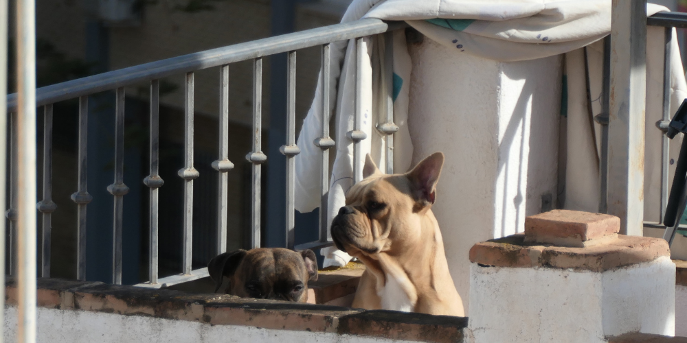 Mascotas en terrazas